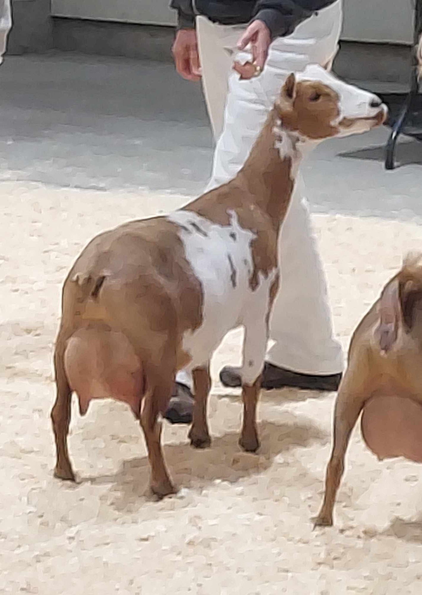 GCH TUA Farms Song ofthe Honey Bee 7*M (PC TUA Farms)