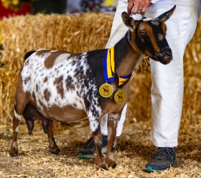 Bridgeport Farms DC Tiffany 7*M (PC: Bridgeport Farms)